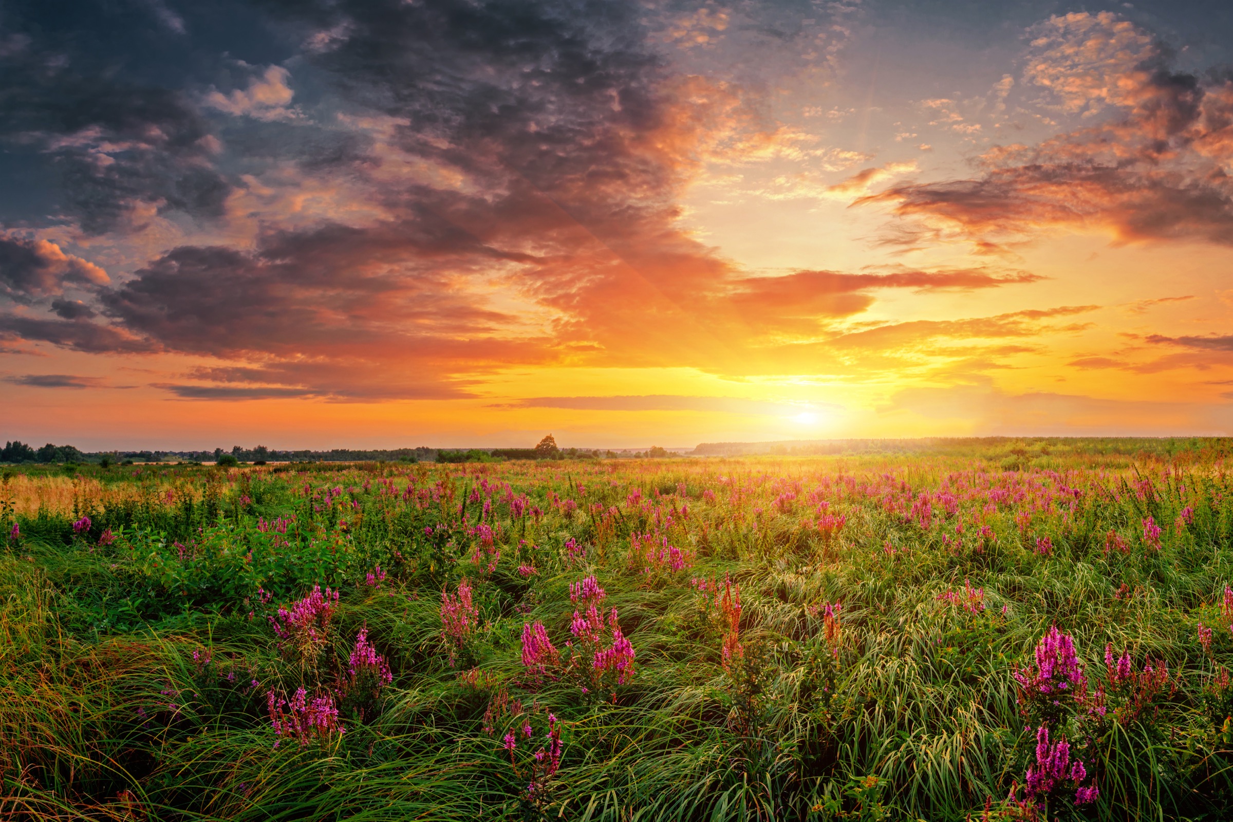 Summer field full of grass and flowers, sun set sky above. Beautiful sunset landscape.