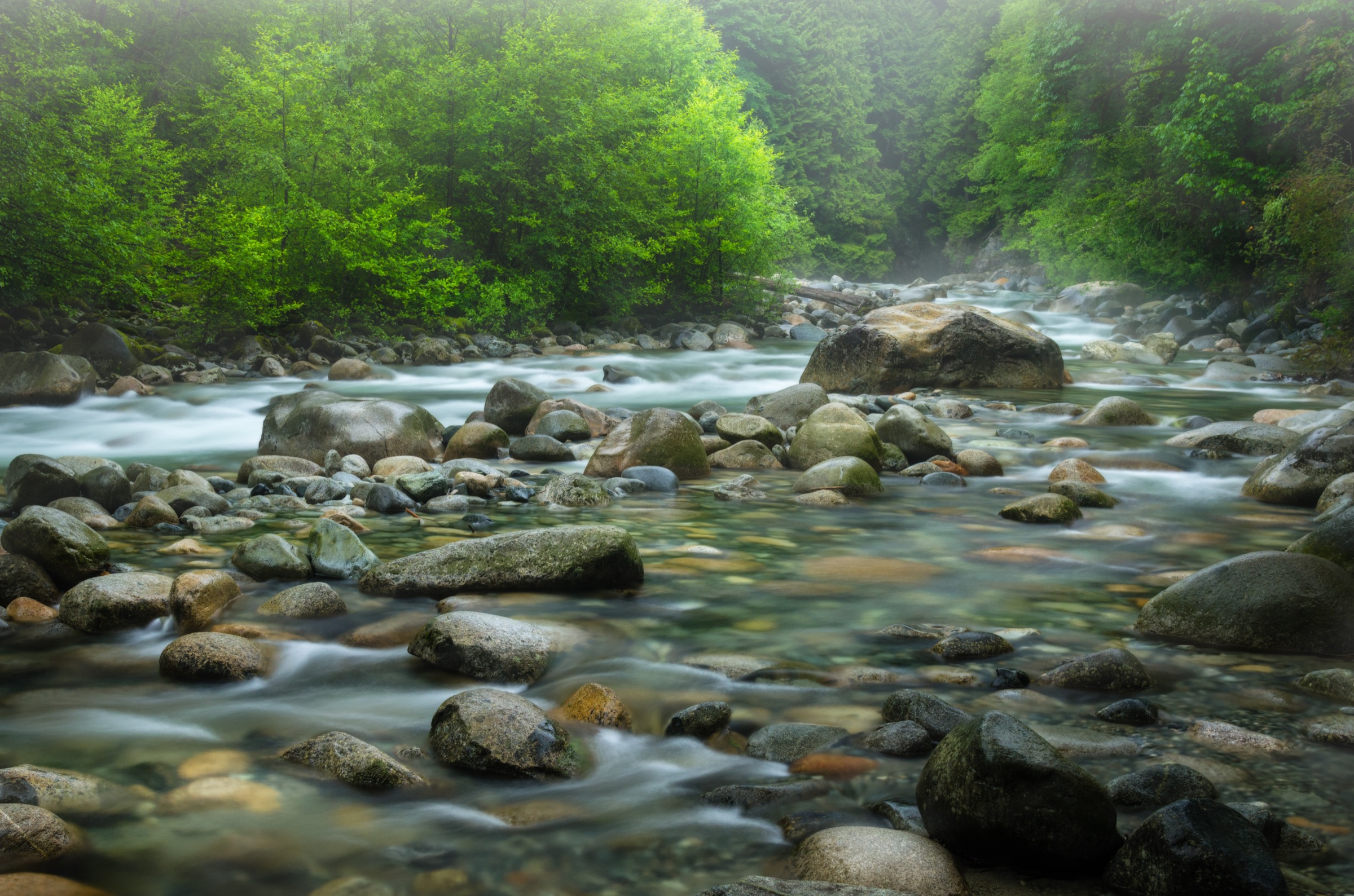 Mountain Creek Through a Green Forest on a Rainy and Foggy Spring Day