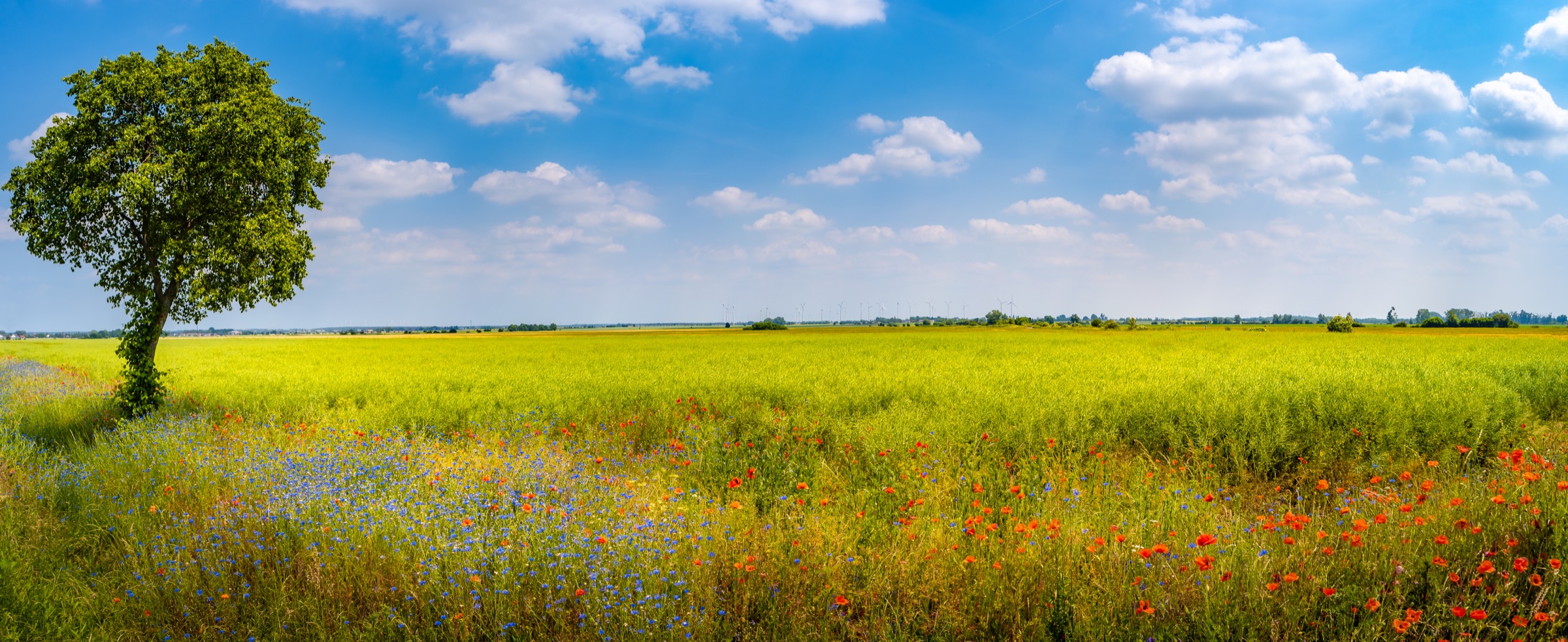 Panoramic view over beautiful landscape with yellow farm field with poppy red and blue flowers, lonely big tree and wind turbines to produce green energy in Germany at blue sky and sunny day.